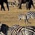 Masai Mara Safari Adventure In A Wildlife Paradise Predators Big Herds And Wildebeest Migration