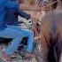Horse Power Shorts Viral Horse Horselover Viral Shortvideo Youtubeshorts Short Video