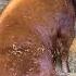 World S Largest Bull Maybe Not But Close