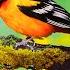 Music For The Treatment Of The Heart And Nervous Systemn Gentle Music For Soul And Life 1