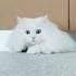 Cat Mission Impossible