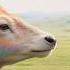 Herb Gathering Boy Stumbles Into Sacred Valley Meets A Talking Divine Deer