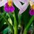 Zalo 0909 940 960 Cattleya Orchid Nguyenhaminhgarden