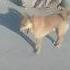 Howru Farand Pets Whowillbemylifepartnerta Viralshorts Foryou