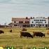 The Largest And Most Powerful Cattle Ranch In America The LEGEND Of King Ranch Empire