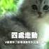 喵寶搬新家會有什麼反應 CADO浪愛在一起 喵寶到了新環境會有的五種反應