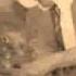 Çar Newa Bitlis