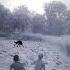 Wolf In Village Wolfsounds Relaxinwolf Animals Wolf Wolfsong Forest Shorts Part 274nng