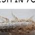 Why You Do Not Want Silverfish In Your Home