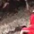 Desert Rose Video