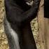 Determined Driven And Insatiably Curious Animals Honeybadger Wildlife