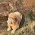 Лев Чип и львица Евочка Стеша сентябрь 21го года Shorts тайган крым Lion Animals