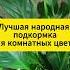 Лучшая подкормка для комнатных цветов комнатныерастения комнатныецветы подкормка садоводство