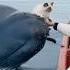 A Magnificent Whale Rescues A Tiny Kitten Who Is Exploring The World With His Owner