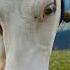 Cow Sound Cow Sound Short Video