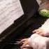 Anke Chen Age 5 Plays Clementi Piano Sonata In D Major Op 36 No 6 1 Allegro Con Spirito 2016 4 16