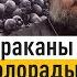 Страшные уроки геноцида в Руанде Отец Андрей Ткачёв