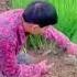 The Process Of Farmers Harvesting To Washing Chive Plants Shorts