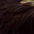 Young Eagle Flies For The First Time BBC Earth