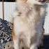 Gerda Shortsgerda Gerdadog Dog