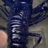 Animal Transformation Animaltransformation Cutipai Animaledit Uk