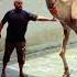 Beautiful Camel Qurban Minivalog Tarinding Fgy Nature Shortvideo Viralvideo