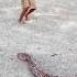 Is This Fake Snake