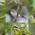 Woodland And Forest Birds The Role Of Sustainable Management