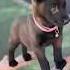 Training Dog Belgian Malinois Dog K9 Germanshepherd Dogtraining Malinois