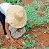Handa Na Ako Mag Luluto Ng Kamote Kahoy Provincelife Farming Nature