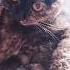 Всё по директренски Shortvideo Videocat Pet Cat Catlife Kittycat мояеошка директор кошки