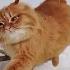Shorts Валентинки Мальчишки несутся по снежным горам Koshlandia Siberian Cats Сибирские кошки