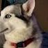 Oh They Re All So Cute Omg Viral Meme Funny Dog Dogs Pets Pet Memes
