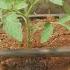 Tomatoe Farming Kilele F1 Syngenta Tomatoes Greenhouse