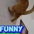 Смешные коты 20 Funny Cats Приколы с котами Funniest Cats Gatos 2025 Shorts Catvideos Funny Cat