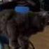 JOHNNY CAT