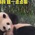 5 21 辉宝奶瘾犯了缠着妈妈要奶喝 爱宝架不住辉宝撒娇 很累了还是坚持喂奶 爱宝是个好妈妈 爱宝 大熊猫爱宝 睿宝辉宝 辉宝