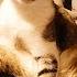 Carlos The Cat Speaks English You Won T Believe What He Says