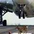 Deer Accidentally Come In To Runway During Airbus A350 Landing