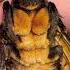 How Long Do Deaths Head Hawk Moths Live Moths Hawkmoth Deathshead Shorts