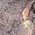 первая мировая русская кокарда Germanmilitary Metaldetecting копвпосадке Treasuresearch