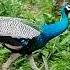 Peacock Peacock Monara Monara Peacock Dancing Wildanimals Shorts Short Beautiful Bird