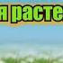 Солнечный свет и физиология растений Лекция