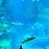 SeaWorld Abu Dhabi World S Largest Aquarium 4K Full Tour