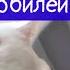кошка колбаска юбилейная версия