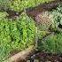 No Dig With Charles Dowding Showing His Fourth Summer At Homeacres