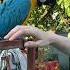 Говорящий попугай ара пытается за что нибудь ухватить Parrot Birds Macawparrot животные