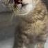 Klinikten Manzaralar Cat Funnycats Short