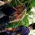 Digilir Rame Rame Di 1 Suro