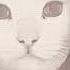Destroy A New Hour Mr Kitty Mashup